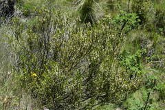 Nidorella