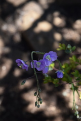 Heliophila rigidiuscula
