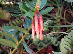 Macleania insignis