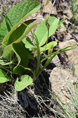 Hypoxis rigidula