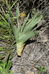 Hypoxis colchicifolia