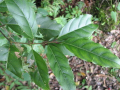 Itea parviflora