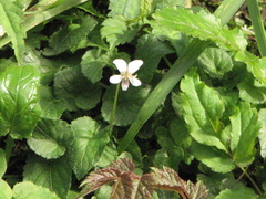 Viola adenothrix
