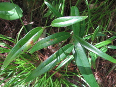 Smilax elongatoumbellata