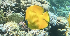 Chaetodon semilarvatus