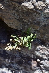Crassula lanceolata transvaalensis