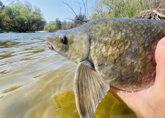 Orange River Mudfish photo 3