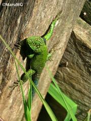 Sceloporus taeniocnemis