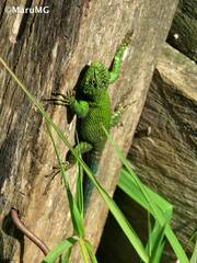 Sceloporus taeniocnemis
