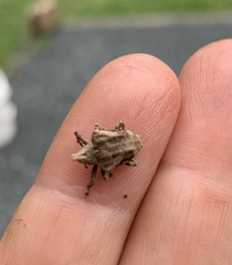 Oemethylus triangularis