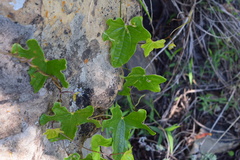 Dioscorea rupicola