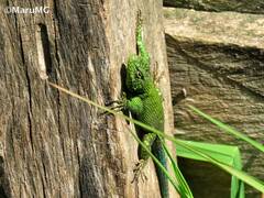 Sceloporus taeniocnemis