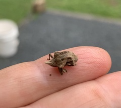 Oemethylus triangularis