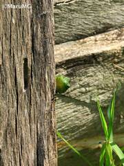 Sceloporus taeniocnemis