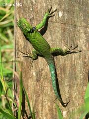 Sceloporus taeniocnemis