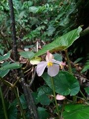 Begonia chitoensis