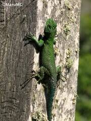Sceloporus taeniocnemis