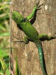 Sceloporus taeniocnemis