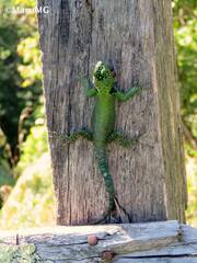 Sceloporus taeniocnemis