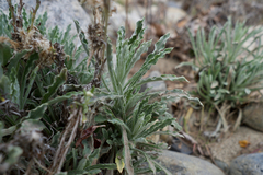 Pseudognaphalium leucocephalum