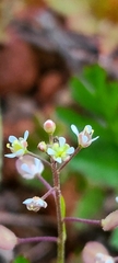 Lepidium nitidum