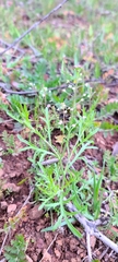 Lepidium nitidum