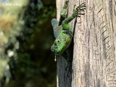 Sceloporus taeniocnemis