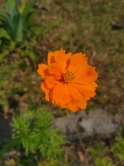 Cosmos sulphureus