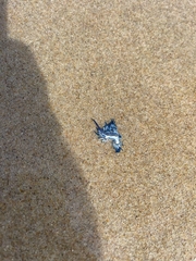 Glaucus atlanticus