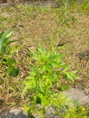 Cosmos sulphureus