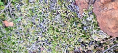 Selaginella cinerascens
