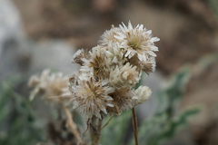 Pseudognaphalium leucocephalum