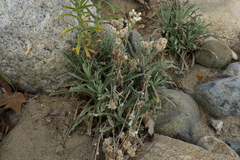 Pseudognaphalium leucocephalum