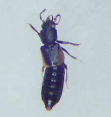 Bledius