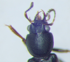 Bledius