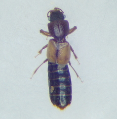 Bledius