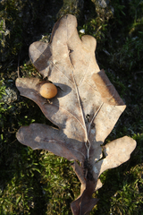Cynips quercus