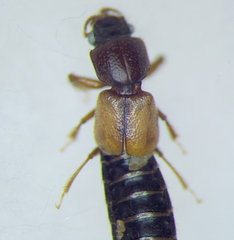 Bledius