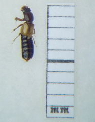 Bledius