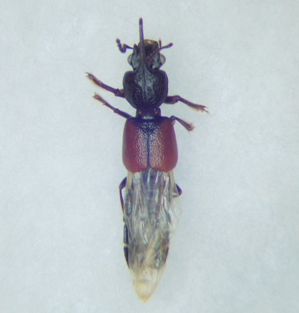 Bledius spectabilis