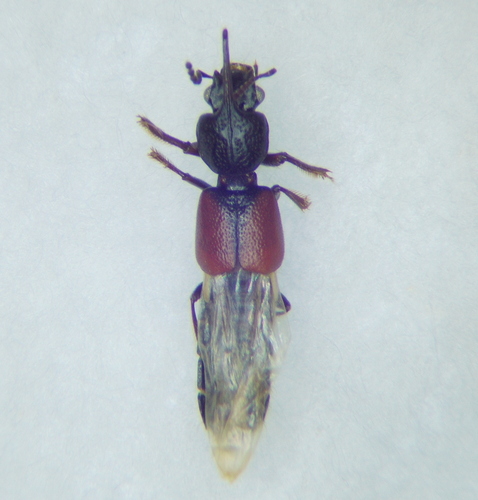 Bledius spectabilis