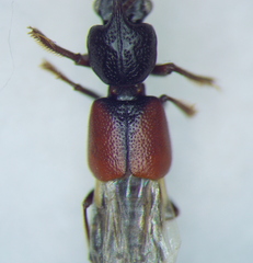 Bledius