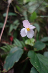 Begonia chitoensis