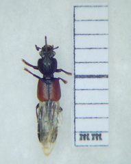 Bledius