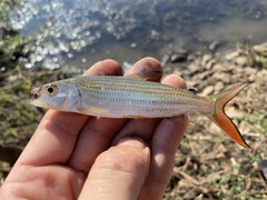 Hydrocynus vittatus