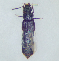 Oxytelinae