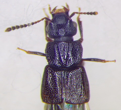 Oxytelinae