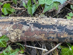 Hypoxylon petriniae