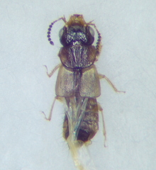 Oxytelinae