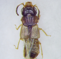 Oxytelinae